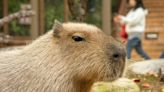 ¡Feliz Día del Capibara! Celébralo con 9 dibujos bonitos para colorear e imprimir