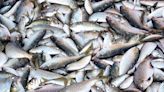 Moratorium on menhaden fishing in bay voted down 5-3 • SSentinel.com