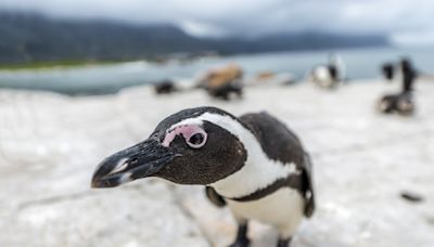 Curious Penguin Crashes Man’s Bodyboarding Session in South Africa Like a Total Pro