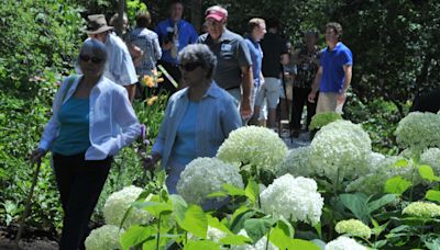 Thousands of blooms, scores of events at 10th Cape Cod Hydrangea Festival