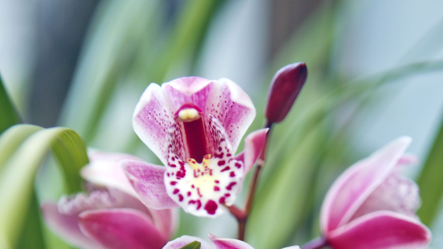 Grow These Gorgeous Orchids