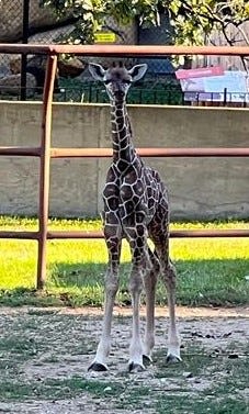 Baby giraffe panics, dies after its head got stuck in a hay feeder at Roosevelt Park Zoo