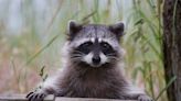 Gripping Video Shows Michigan Man Saving the Life of a Choking Raccoon