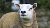 Sheep sells for £168,000 at Scottish auction