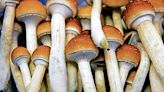 Dayton man fled from Medina traffic stop, possessed more than 56 pounds of mushrooms, feds say