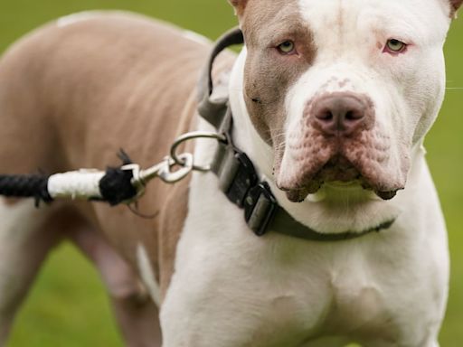 XL Bully owners urged to prepare for new restrictions coming into force in Northern Ireland