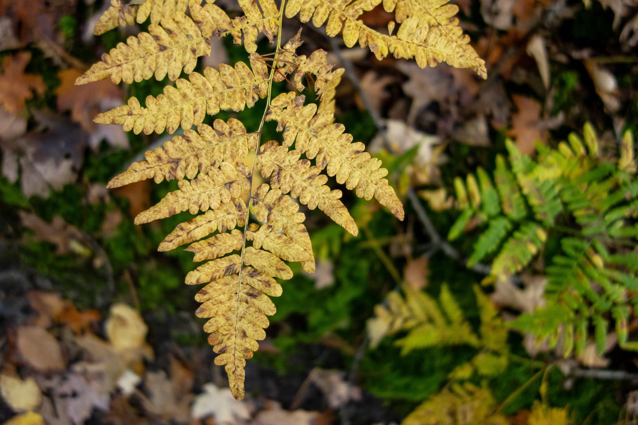 Old Farmer’s Almanac early fall forecast puts part of Michigan in the cool zone