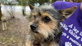 Pet of the Week: Bob, the friendly Terrier
