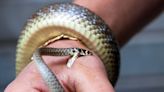 Blood Thinner May Be New Cheap Antidote For Snake Bites, Study Suggests