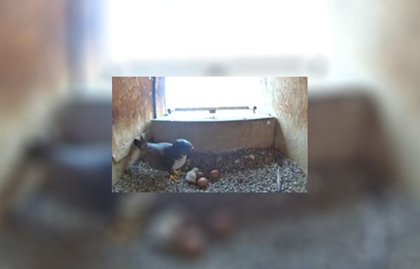 St. Paul pererine falcon chick seen on DNR cam after first hatch