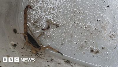 Plymouth roofers find scorpion in box of slates