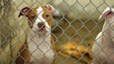 Bethany Animal Shelter closes for renovations, partners with Warr Acres