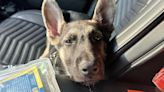 Goose Creek police adopt German Shepherd puppy from shelter to train as explosives dog