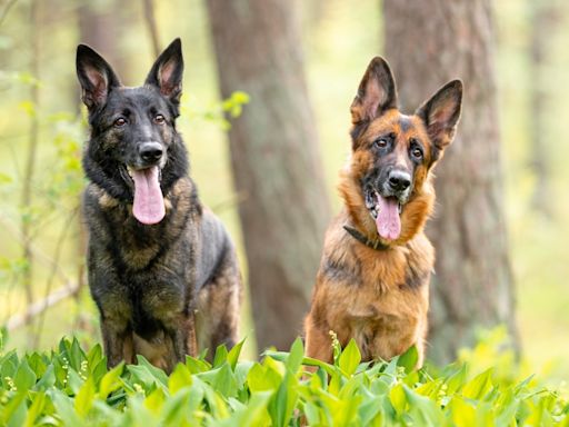 German Shepherd Herding Her Grumpy Brother Away From Mom Is Total Sibling Energy