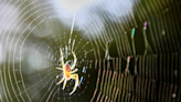 Australian Geographic Shares the Fascinating Importance of Spiderwebs