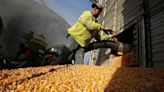 Safra de trigo gaúcha pode saltar a 4 mi t, canola ganha espaço, diz Emater Por Reuters