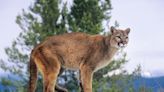 Texas Parks and Wildlife Department seeking public comment on proposed mountain lion regulations