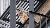 Flaco, the Eurasian eagle-owl who escaped captivity, is dead