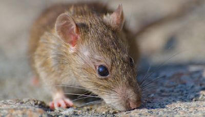 Mouse Jumps Out Of Meal Served Mid-Flight, Airline Makes Emergency Landing