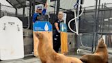 Spike in sick sea lions reported on SLO County beaches