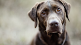 Chocolate Lab Who's 'Scared of Grandpa's Cat' Can't Stop Making 'Dinosaur Noises'