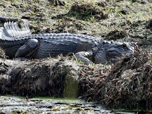 ‘Swamp People’ Star Troy Landry Charged in Gator Sting Operation