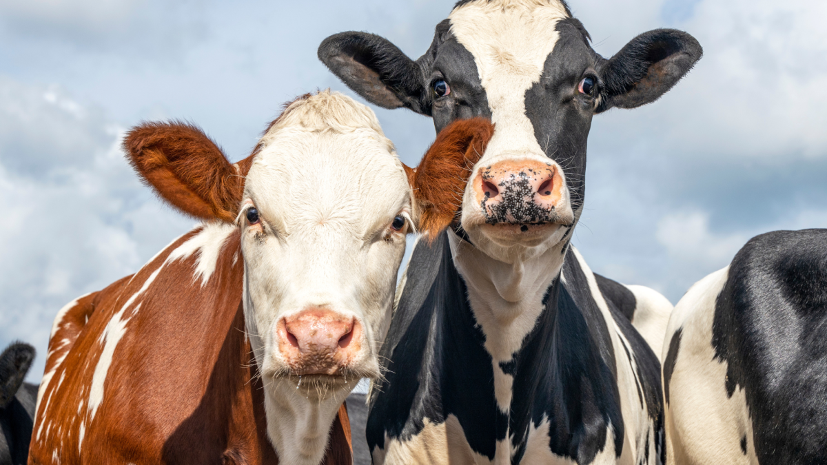 Sanctuary Cows Celebrating National Sister Day Couldn't Possibly Be Sweeter