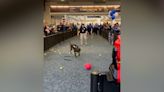 Watch retiring TSA screening dog showered with toys after his last shift