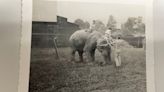 An elephant, Shirley Temple, was buried in Gulf Breeze. It only gets stranger from there