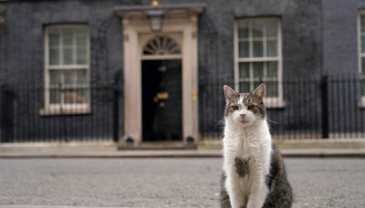 施凱爾帶著愛貓入主首相府 賴瑞英國第一貓地位不保？