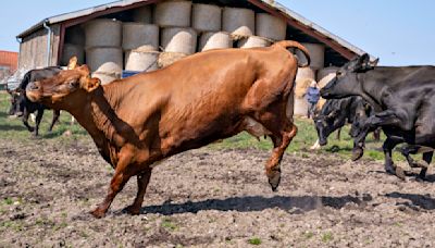 Le Danemark va taxer les rots et pets du bétail des agriculteurs, une première dans le monde