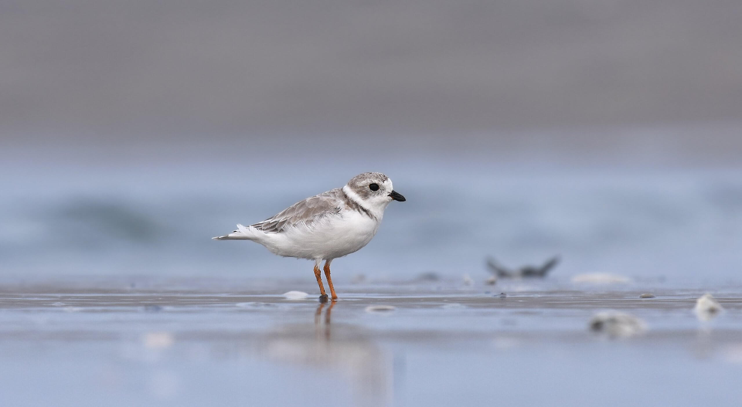 Sharing the Sands - Meet Cape May's Nesting Birds