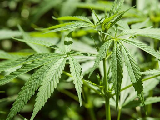 Two men, 30s, arrested as €330k of cannabis seized after swoop on grow house