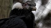 Andean condor in rehab highlights conservation challenges