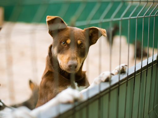 String of dogs die after stay at boarding facility