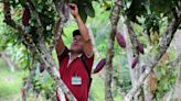 Perú busca beneficiar a 2,1 millones personas con un Plan Nacional de Agricultura Familiar