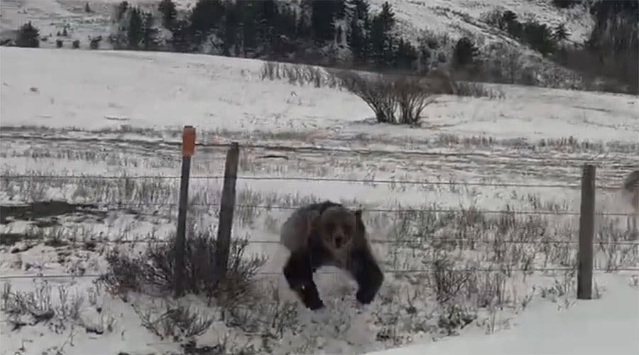 You have to see this! Man captures moment mama bear charges his vehicle - East Idaho News