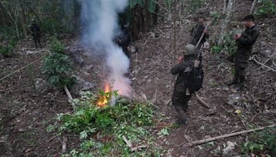 Autoridades erradican plantación de hoja de coca que fue valorada en Q2.8 millones