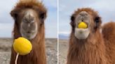 Man Loses It Watching A Camel Try To Eat A Lemon
