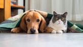 This is how to help your cats and dogs get along better, according to one expert
