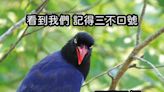 遭台灣藍鵲「巴頭」反擊恐遭罰 繁殖期可撐傘、戴帽子防攻擊