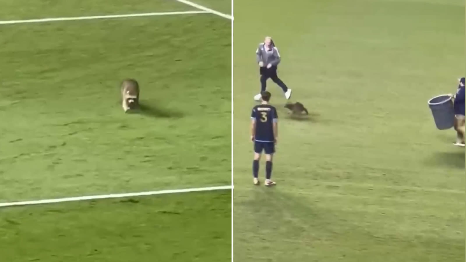 Loose raccoon brings Major League Soccer game to a halt in Pennsylvania | VIDEO