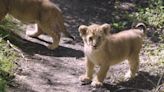 Moment endangered lion cubs take their first steps outside at London Zoo