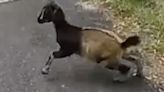 Are you kidding me? Goat leads Florida deputies on hilarious chase