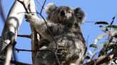 Australian animals at dire risk as environment deteriorates