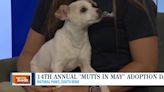 Natural Paws hosting ‘Mutts in May’ adoption event