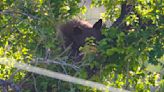 Bear falls 15 feet from tree in Salt Lake City’s Marmalade neighborhood after being tranquilized