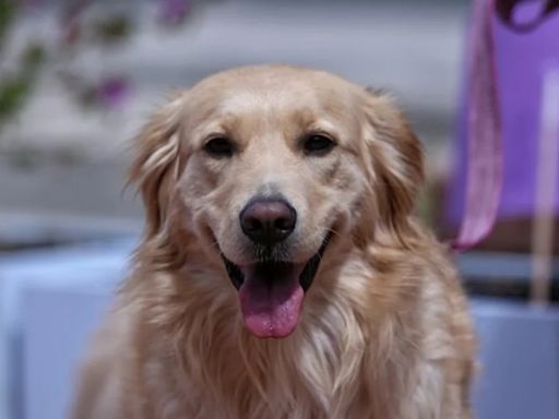 Proyecto de ley en Colombia busca reconocer derechos de mascotas en transporte público aéreo, acuático y terrestre