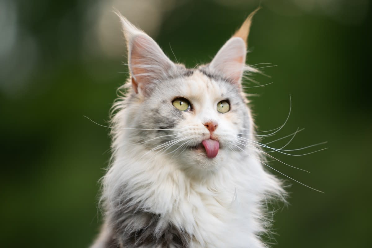 20 Funny Cat Names Perfect for Quirky Maine Coons
