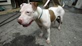 Independence dog lovers want to lift the pit bull ban. Breed-specific laws don’t work | Opinion